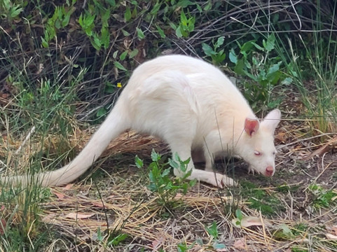 Inala Nature Tours-布鲁尼岛必去景点