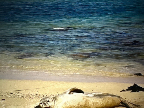 船难海滩-拉奈市必去景点