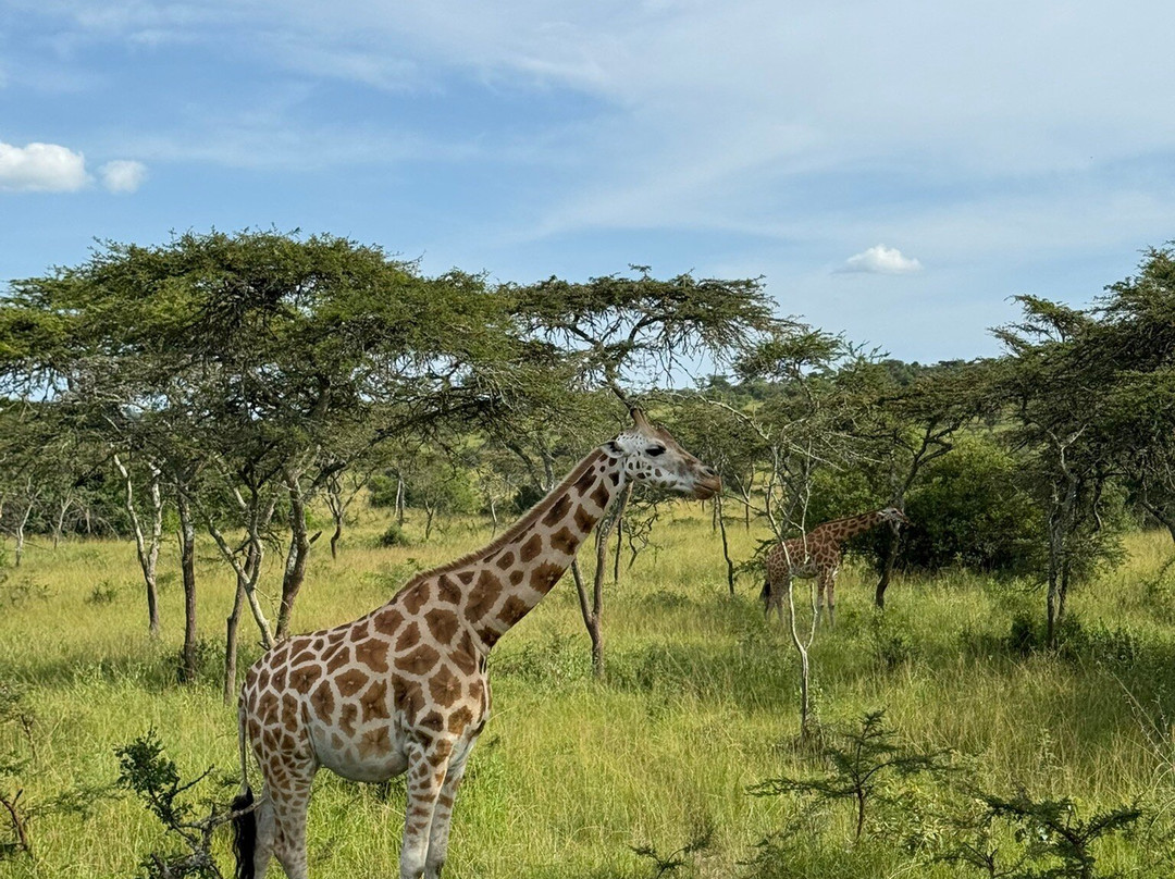 Simba Africa Expeditions Day Tours-坎帕拉必去景点