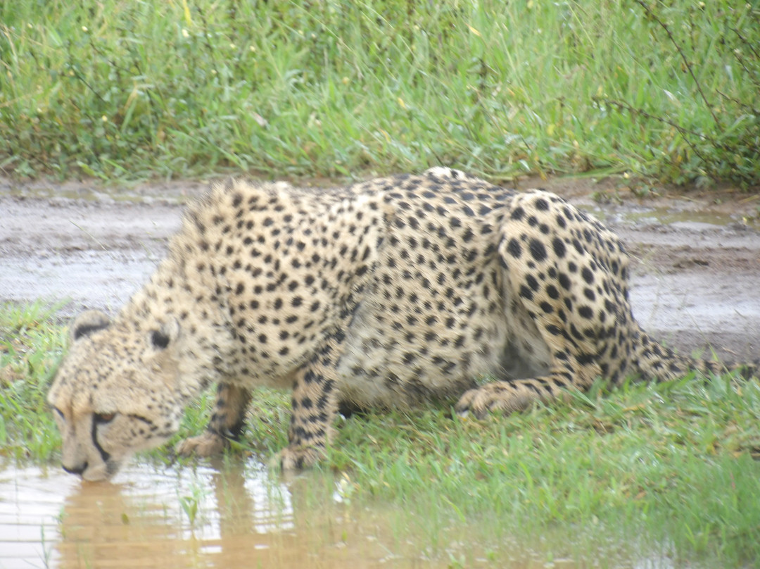 Bayala Private Safari Lodges主图