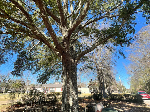 The Tree That Owns Itself-Eufaula必去景点
