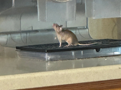 赫勒拿机场酒店