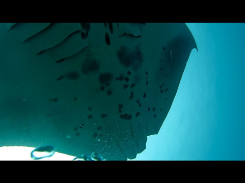 Euro-Divers Eri Maldives-马累北环礁必去景点