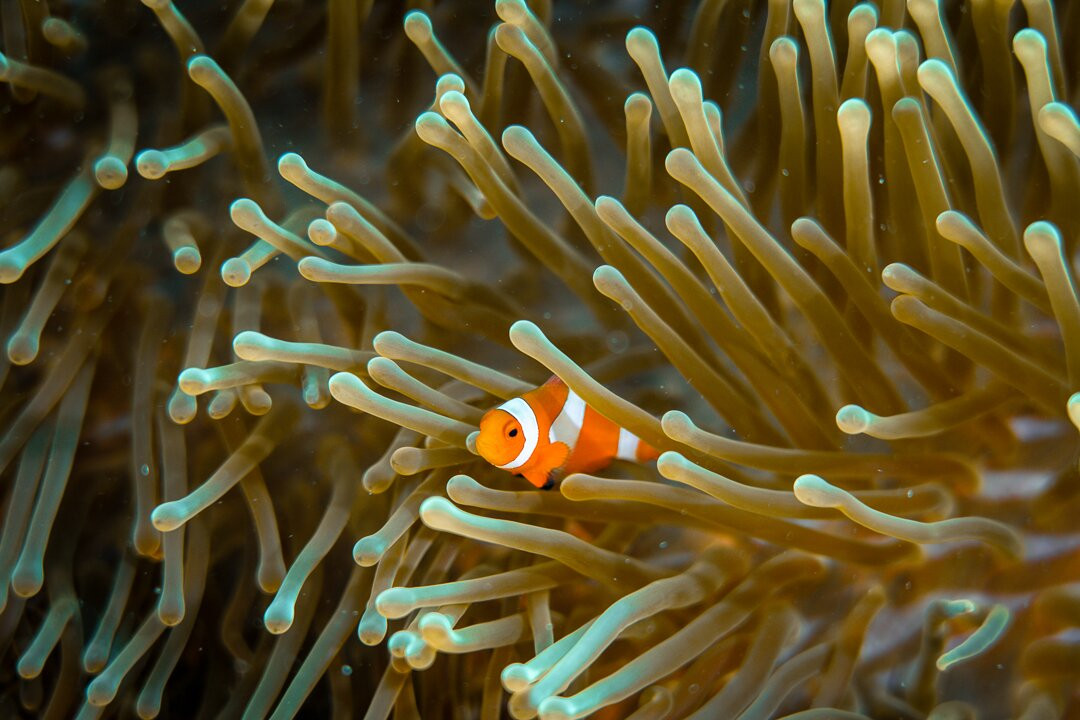 Situju Tuju Cruises-Labuan Bajo必去景点