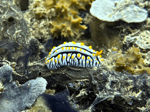 Dive Planet Mafia Island-Utende必去景点