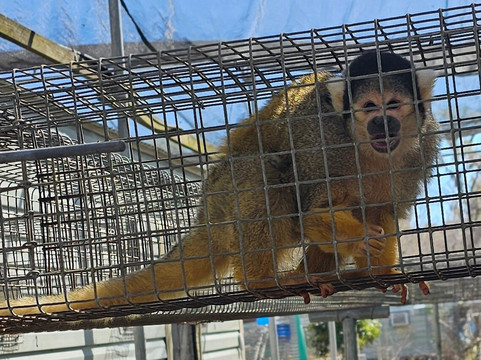 Jungle Friends Primate Sanctuary-盖恩斯维尔必去景点