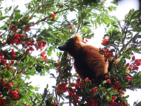 Masoala Travel Guide-Maroantsetra必去景点