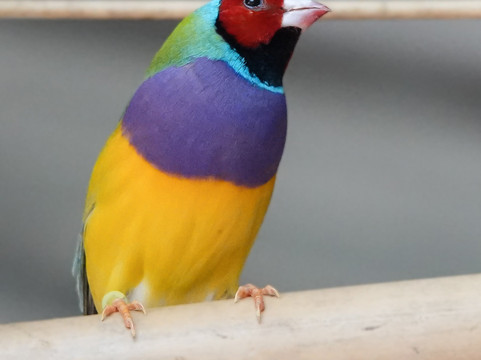 Chase Animal Rescue And Sanctuary-Webster必去景点