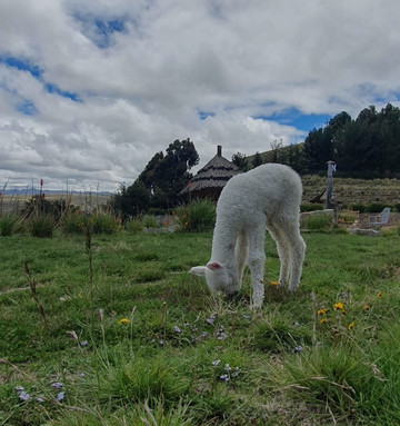 米拉多尔德蒂蒂卡卡主图