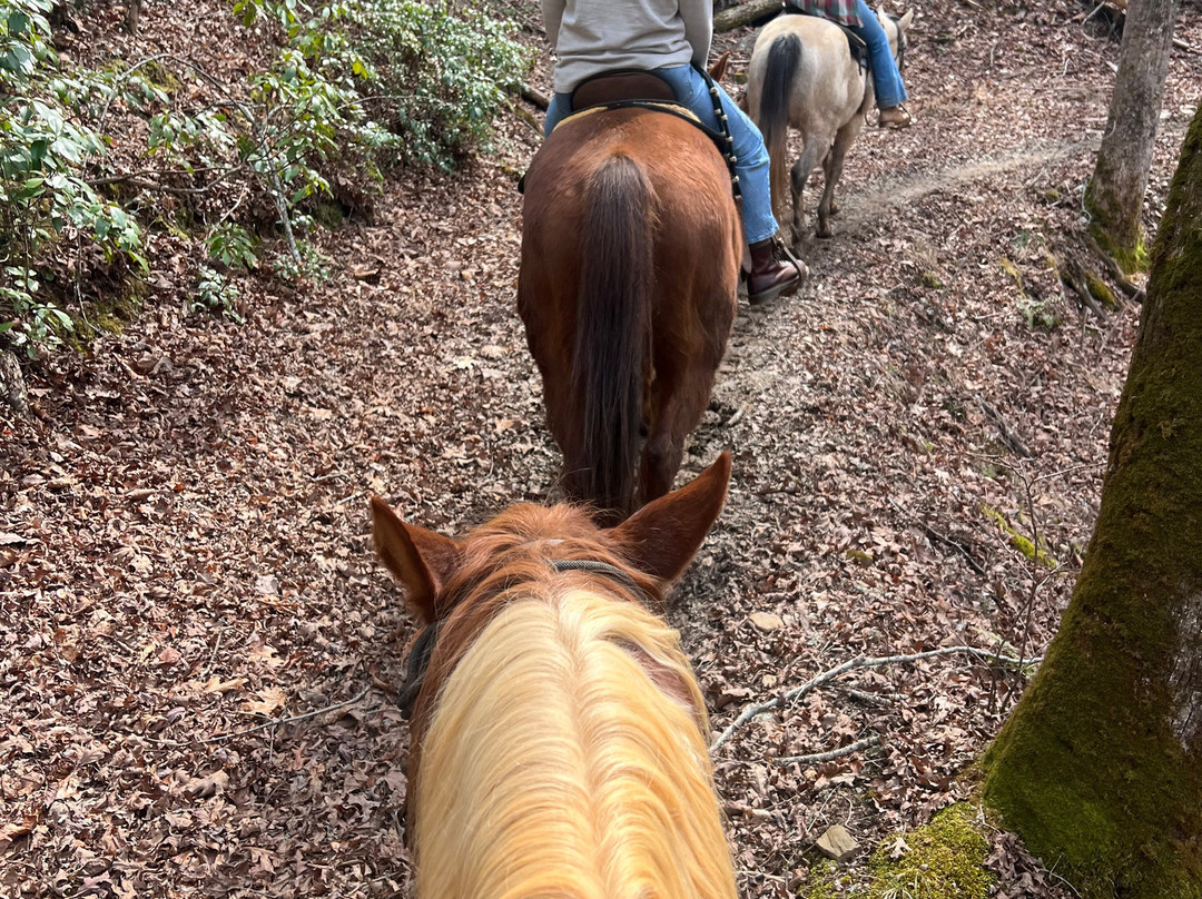 Appalachian Trail Rides-Mineral Bluff必去景点