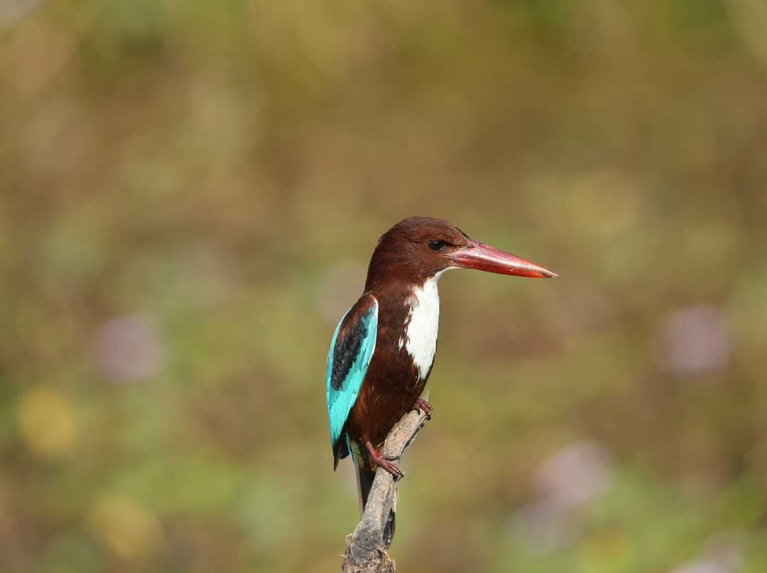 Blackbuck Homestay