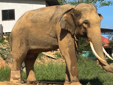 Ban Chang Thai - Elephant Camp-象岛必去景点
