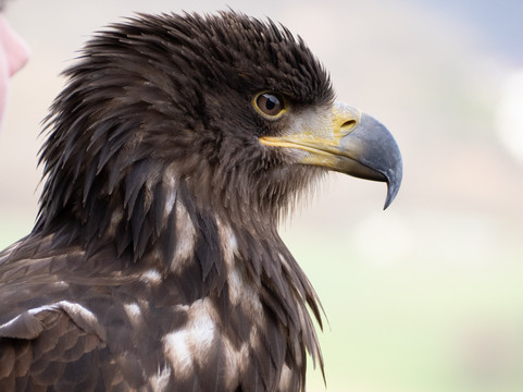 Deutsche Greifenwarte-Hassmersheim必去景点