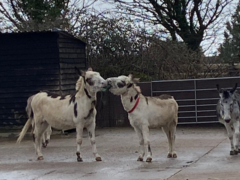 The Donkey Sanctuary-西德茅斯必去景点