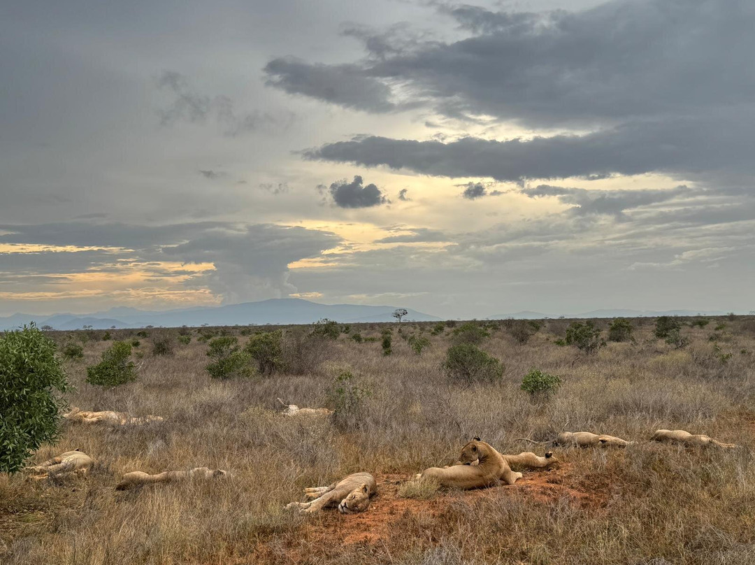 Imara Africa Safaris-内罗毕必去景点