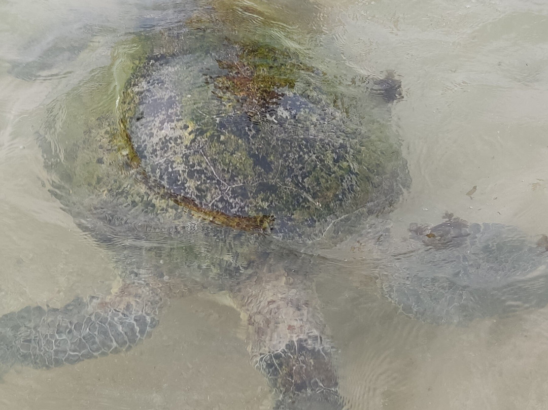 Turtle Beach-希克杜沃必去景点