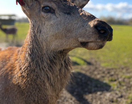 The Scottish Deer Centre-库珀必去景点