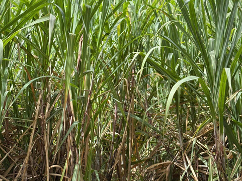 Distillerie Maison La Mauny-Riviere-Pilote必去景点