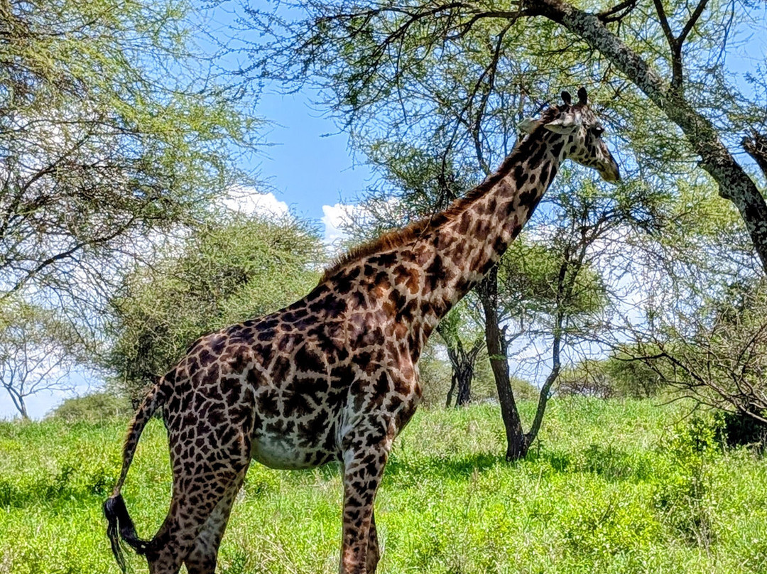 Msafiri Tanzania-莫西必去景点