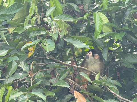 La Perla del Sur Adventures-Sierpe必去景点