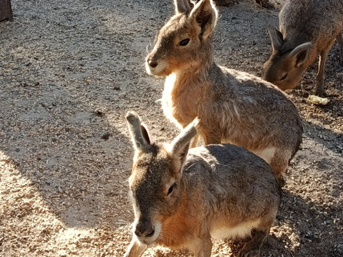 Melios Zoo-尼科西亚必去景点