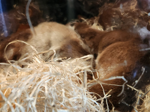 Otter-Zentrum Hankensbüttel-Hankensbuettel必去景点