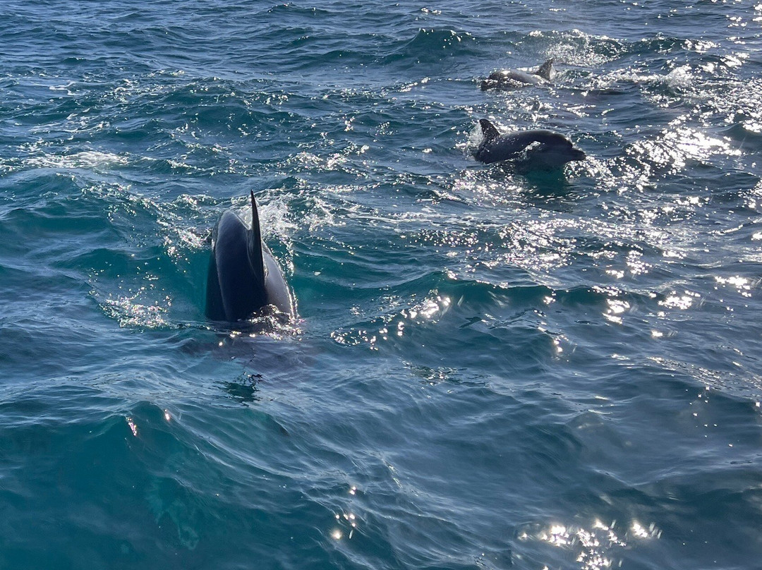 Michi no Eki Amakusa Dolphin Center-天草市必去景点