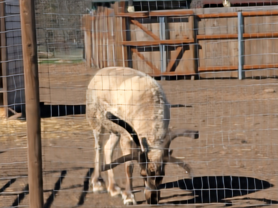 Goldendale Reindeer-Goldendale必去景点
