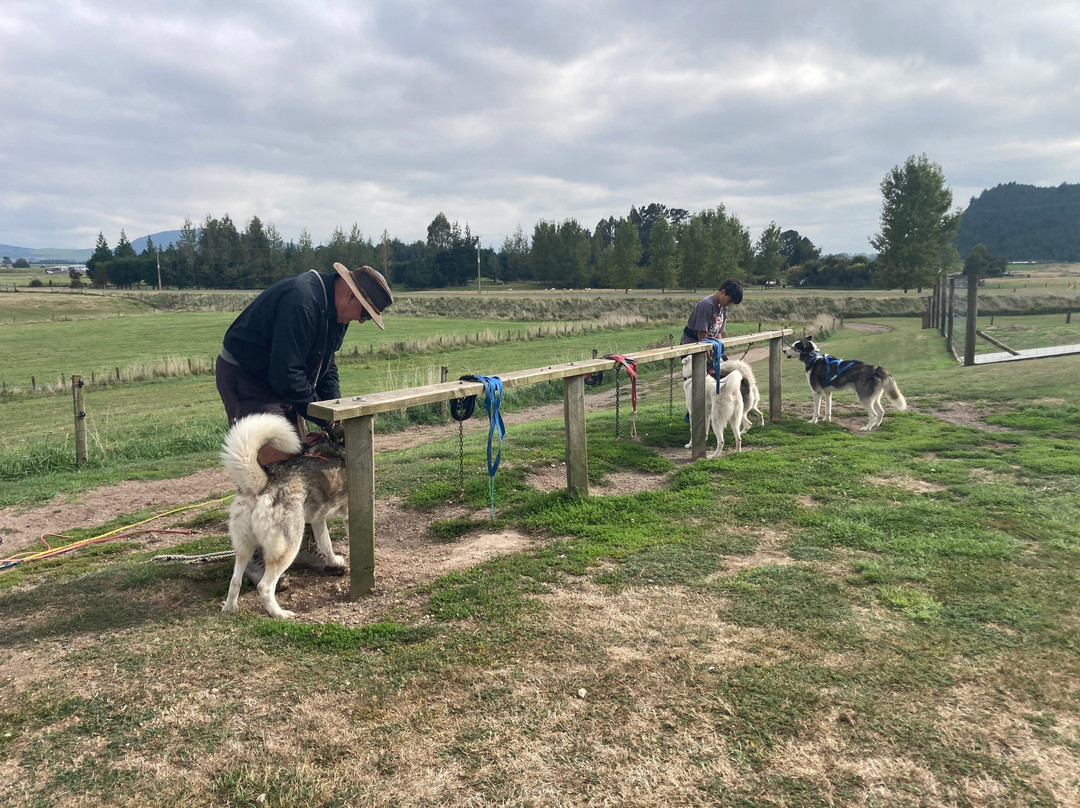 Timberline Racing Siberian Huskies-陶波必去景点