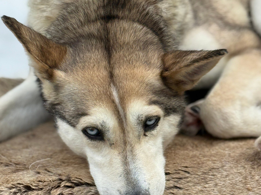 Taigausko Husky Experience-伊纳里必去景点