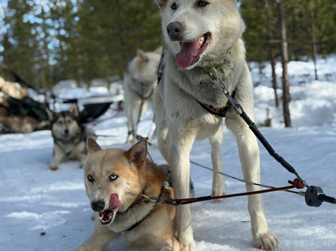 Taigausko Husky Experience-伊纳里必去景点