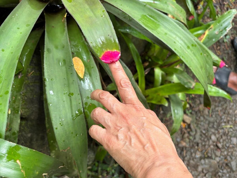 巨人的沉睡花园-纳迪市必去景点