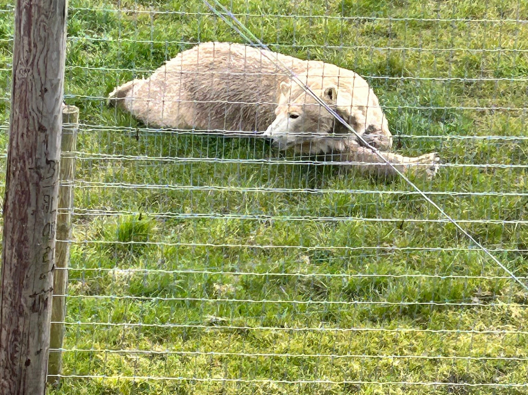 Jimmy's Farm & Wildlife Park-伊普斯威奇必去景点