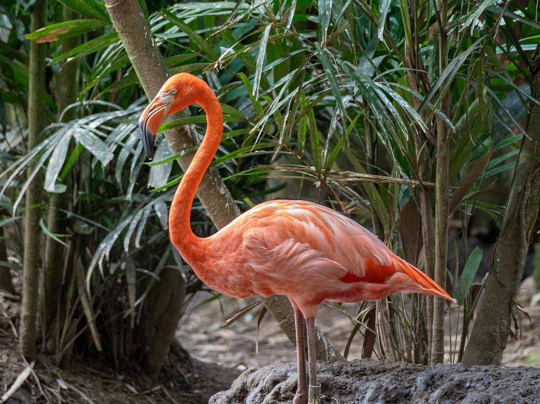 Zoo de Martinique-Le Carbet必去景点