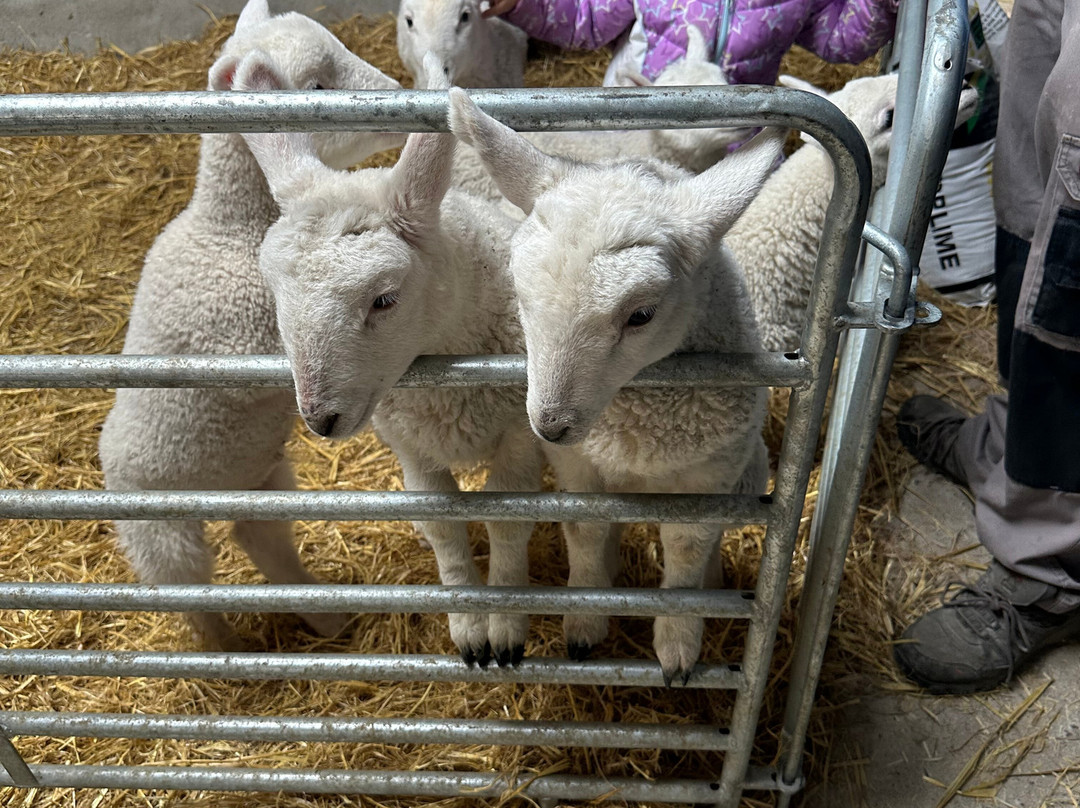 Hold A Baby Lamb-Glanfahan必去景点