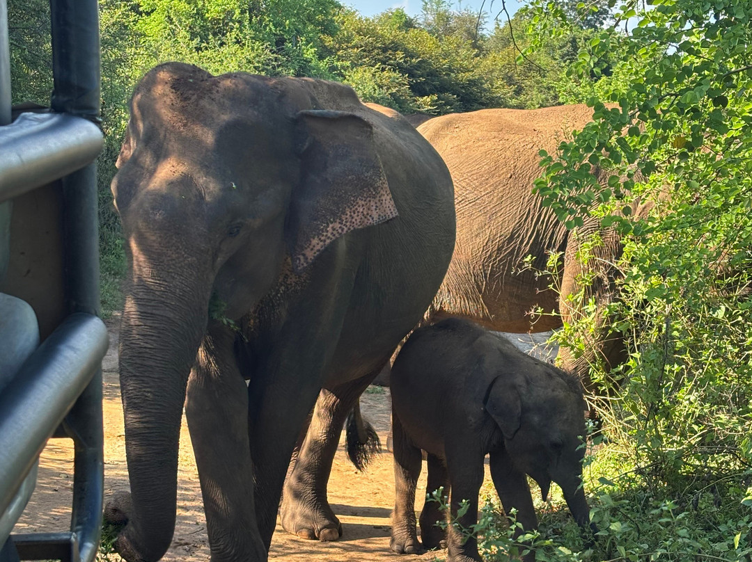 Kavisha Safari Service Udawalawa-乌达瓦拉瓦必去景点