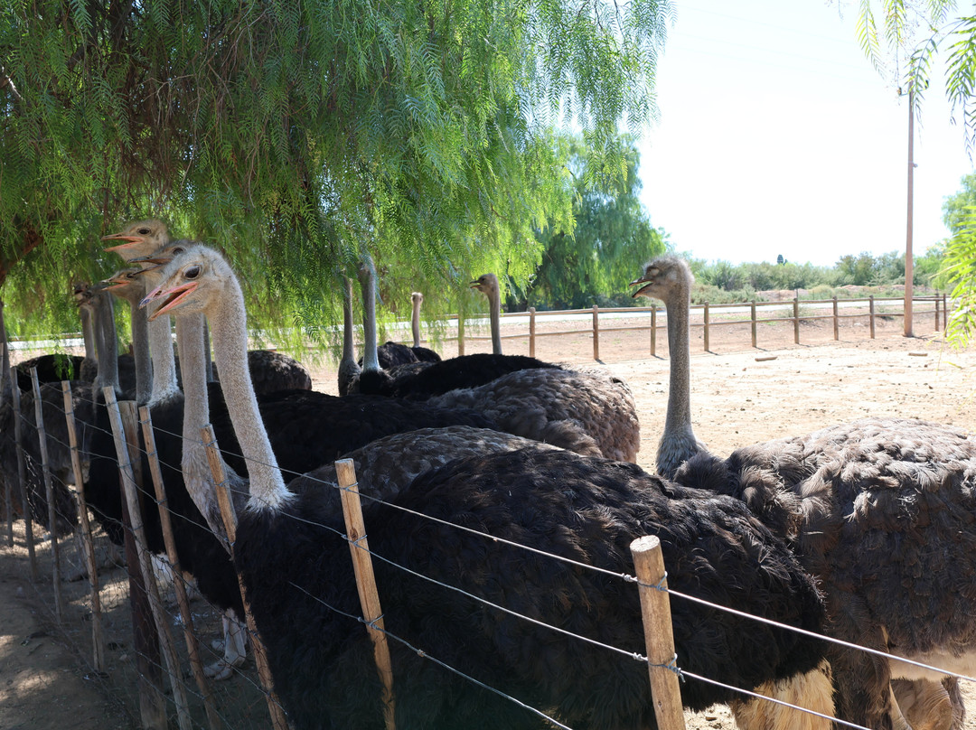 Highgate Ostrich Show Farm-奥兹洪必去景点