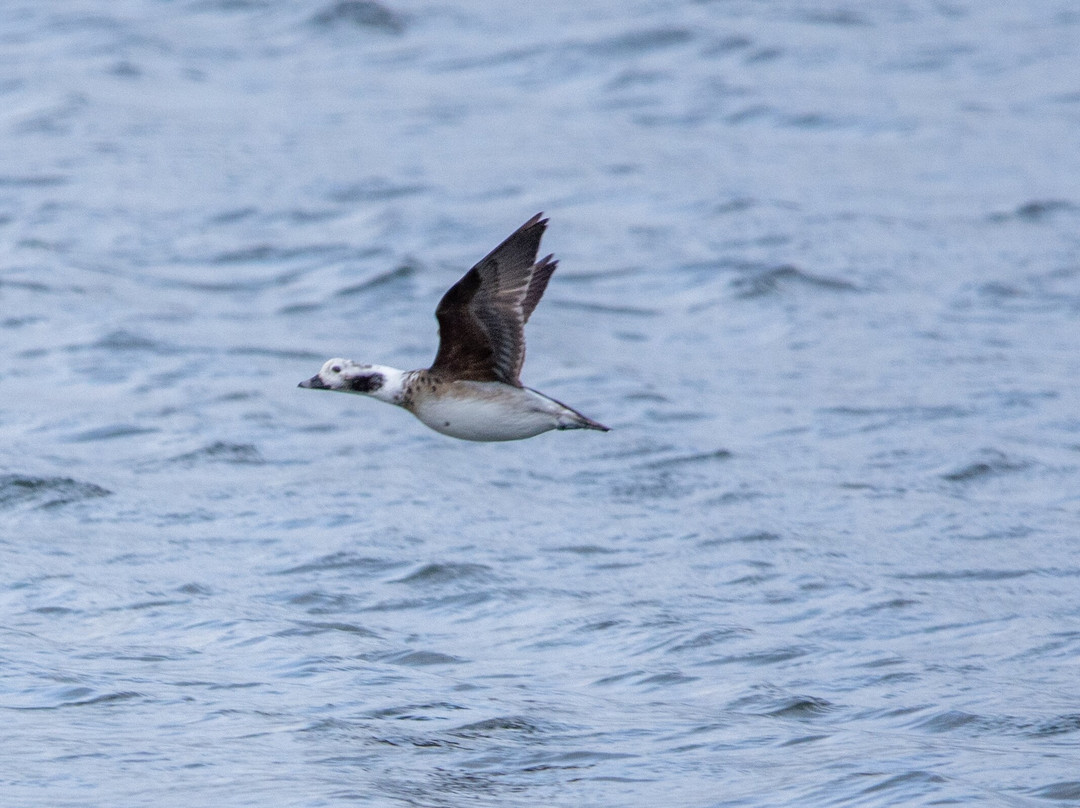 Dolphin Spirit Inverness-因弗内斯必去景点