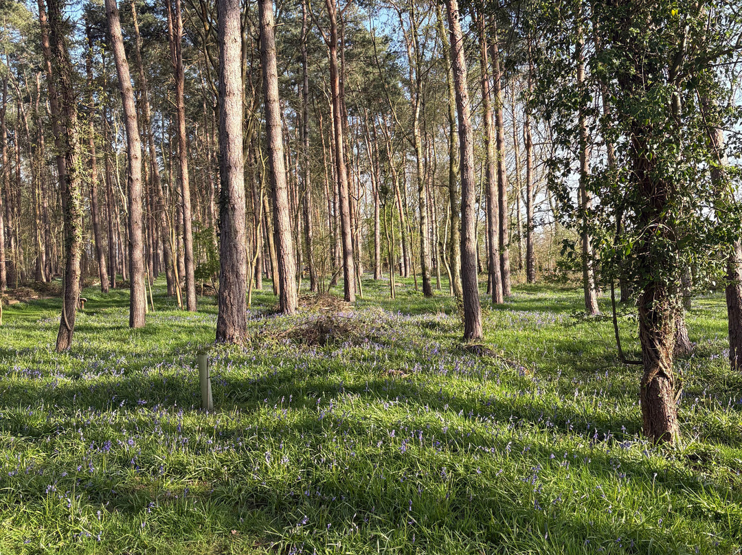 Gilly's Disc Golf-Snitterfield必去景点