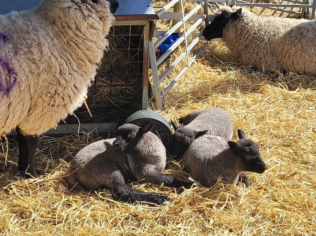 Llanerchaeron-Aberaeron必去景点
