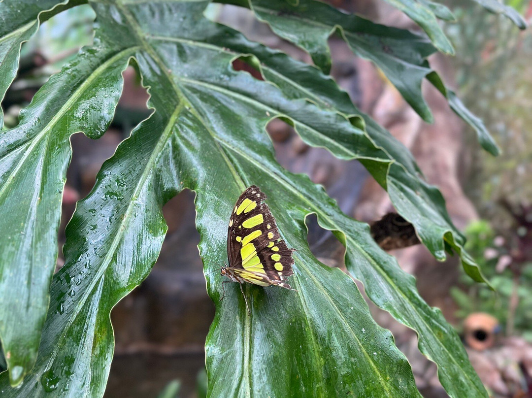 Mariposario Alas del Destino-圣卡洛斯必去景点