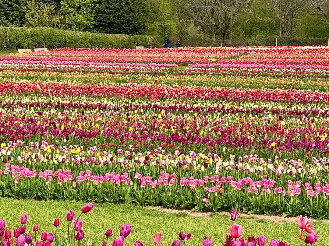 Tulleys Tulip Garden - Warwickshire-沃里克必去景点