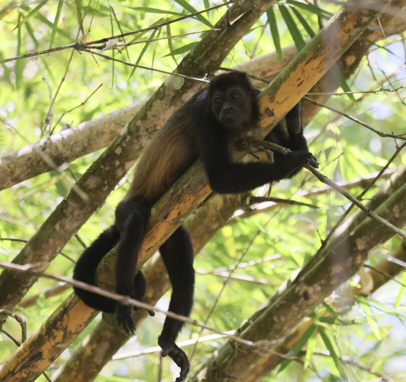 La Perla del Sur Adventures-Sierpe必去景点