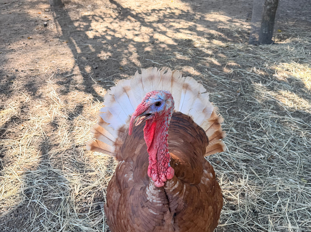 Maleny Botanic Gardens & Bird World-马莱尼必去景点