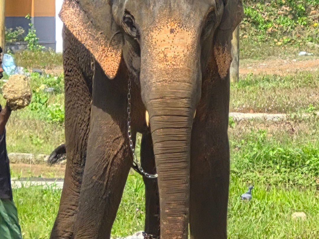 Elephant Rehabilitation Centre-提卢湾安塔普兰（特里凡德伦）必去景点