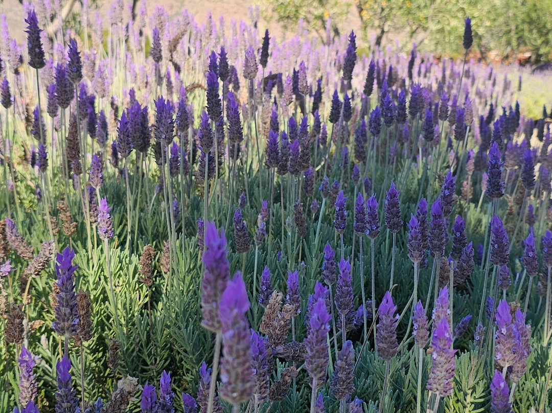 皮亚特列酒店度假村主图