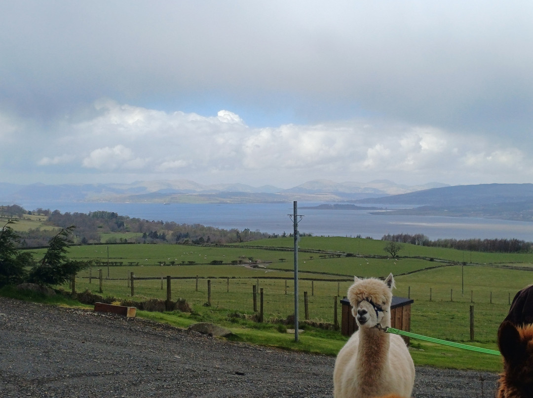 Larch Green Alpacas-格拉斯哥必去景点