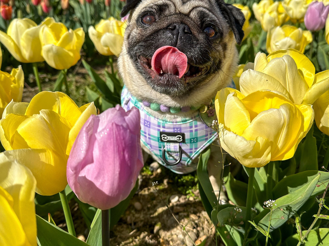 Tulleys Tulip Fields - Hertfordshire-圣奥尔本斯必去景点
