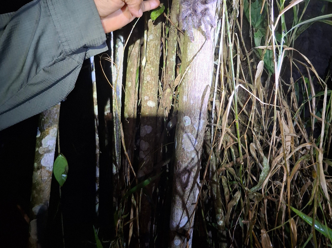 Green Wild Amazon Expedition-伊基托斯必去景点