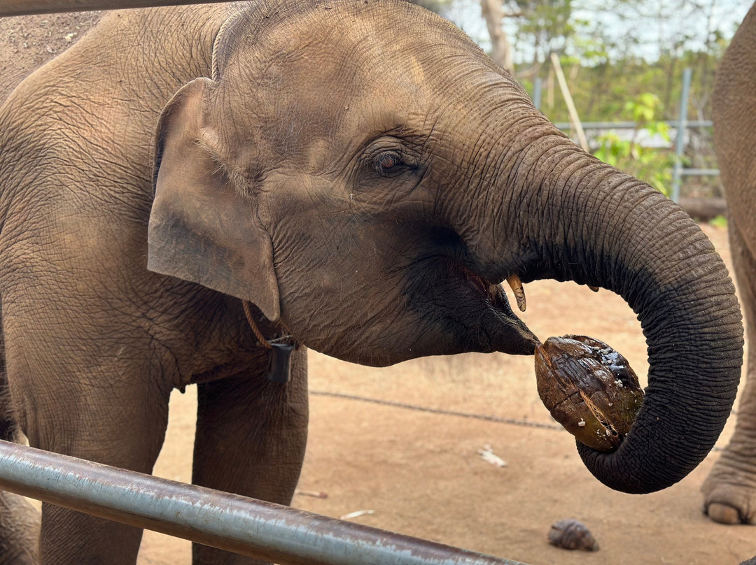 Airavata Elephant Foundation-邦隆必去景点